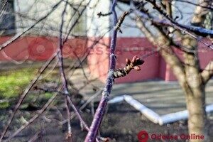Из-за аномальной погоды в Одессе на деревьях распустились почки Из-за аномальной погоды в Одессе на деревьях распустились почки