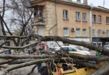 Из-за сильного ветра в Одессе произошел деревопад