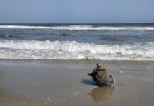 На побережье Одесской области штормом выбросило морскую мину