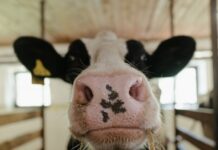 В Одесской области 16-летняя девушка украла чужую корову и продала ее на мясо