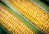 Где на этой неделе в Киеве пройдут продуктовые ярмарки. Адреса