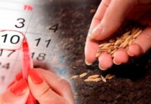 Посевной календарь на май 2025 года: когда садить овощи, зелень, деревья и цветы.