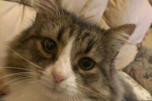Ночная атака БпЛА: беспилотник уничтожил дом директора Одесского зоопарка (обновлено) Ночная атака БпЛА: беспилотник уничтожил дом директора Одесского зоопарка (обновлено)