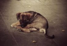 В Одесской области забросали камнями бездомную собаку: инцидент расследует полиция